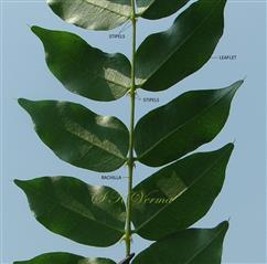   Pinna - a part